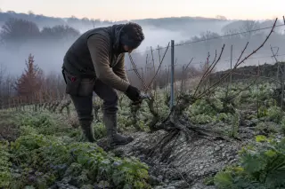 Viticulturist pruning Cabernet Franc vines on a steep, misty hillside at winter dawn in Saumur-Champigny, with visible roots and earthy vineyard details.