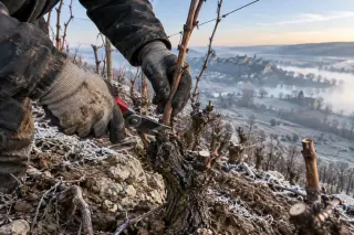 Macro view of gloved hands pruning vines on a frosty, steep limestone-clay slope at dawn, with misty Saumurois vineyard landscape in the background.